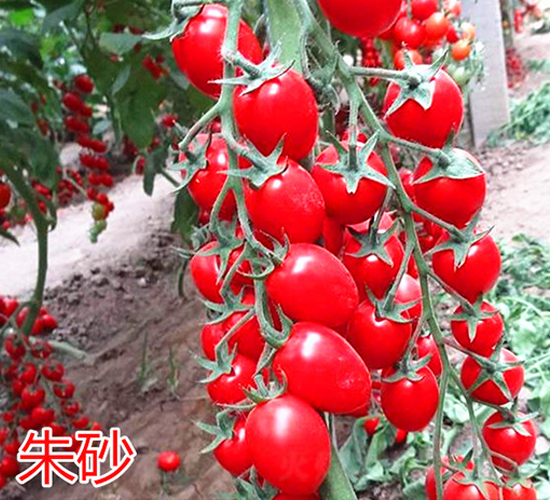 ��ɰ-����С���t���N��-�f���r(n��ng)�I(y��)