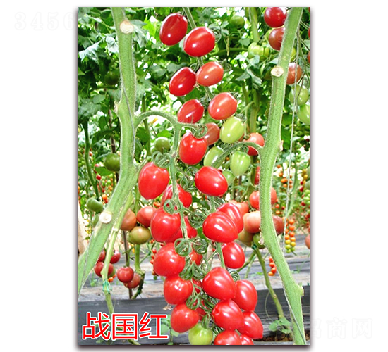 ��(zh��n)���t-����С���t���N��-�f���r(n��ng)�I(y��)