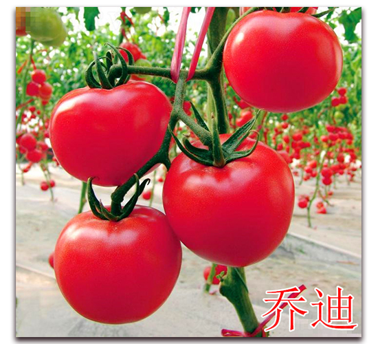 �̵�-�t�����ѷN��-�f���r(n��ng)�I(y��)