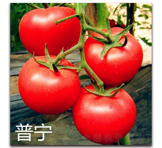 �Ռ�-�۹����ѷN��-�f���r(n��ng)�I(y��)