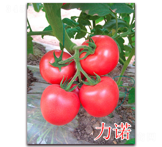 ���Z-�۹����ѷN��-�f���r(n��ng)�I(y��)