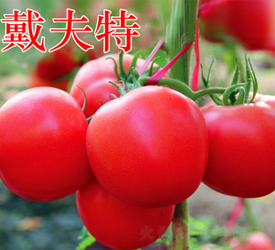 ������-�۹����ѷN��-�f(w��n)���r(n��ng)�I(y��)