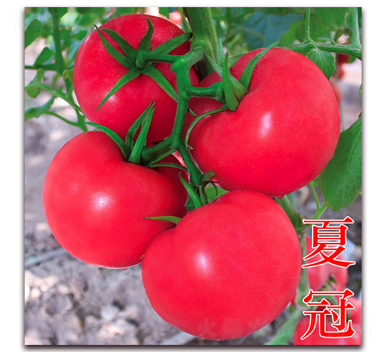 �Ĺ�-�۹����ѷN��-�f���r(n��ng)�I(y��)