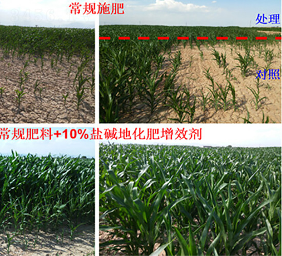 鹽堿地改良肥效果圖-富瑞豐