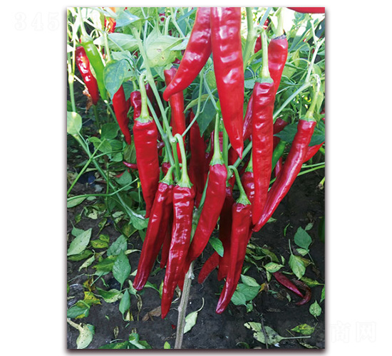 �M���t2̖-�����N��-�t�l(f��)�N�I(y��)