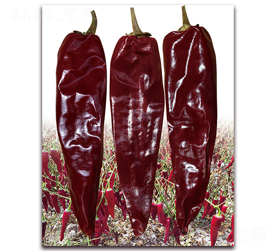 ���A�t3̖-�����N��-�t�l(f��)�N�I(y��)