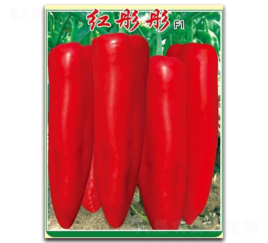 �tͮͮ-�����N��-�t�l(f��)�N�I(y��)