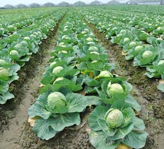 ���{(l��n)�N��-��ϣ��