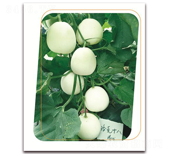 洛克18-甜瓜種子-鼎優(yōu)農業(yè)
