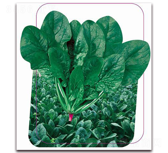 �����x�v-���˷N��-����(y��u)�r(n��ng)�I(y��)