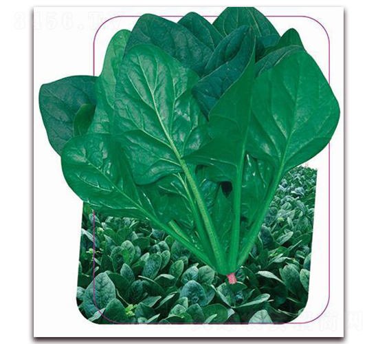 �������v-���˷N��-����(y��u)�r(n��ng)�I(y��)