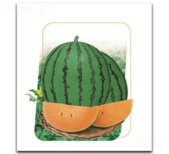 寶鼎虹-西瓜種子-鼎優(yōu)農(nóng)業(yè)