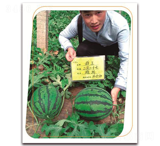 ������-���ϷN��-����(y��u)�r�I(y��)