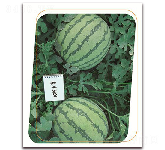 ����84-24-���ϷN��-����(y��u)�r(n��ng)�I(y��)