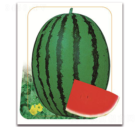 ����-���ϷN��-����(y��u)�r(n��ng)�I(y��)