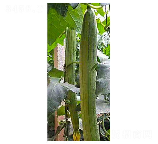 ���һ̖(h��o)-�z����-���N�I(y��)