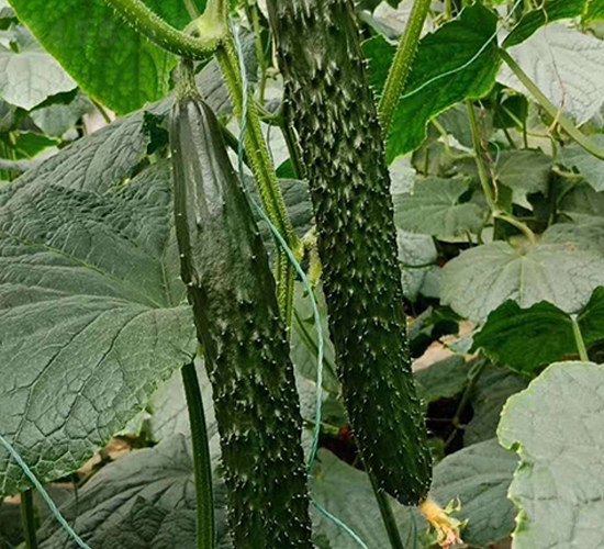 ����A��-�S�ϷN��-���N�I(y��)