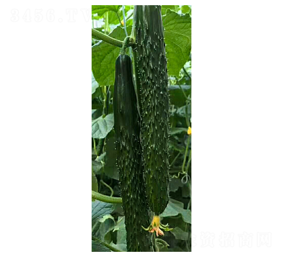 �G��A6-�S�ϷN��-���N�I(y��)