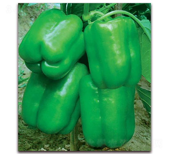 �S�����-�����N��-(li��n)�S�N�I(y��)