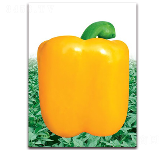 ������-�����N��-(li��n)�S�N�I(y��)