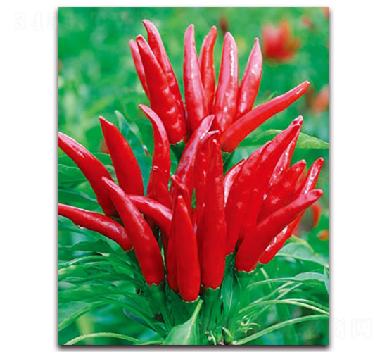 ӳ��t-���콷�N��-�S�N�I(y��)