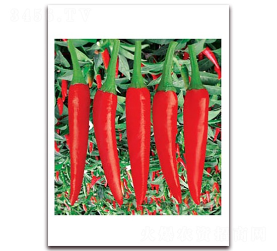 韓國(guó)單生霸王-朝天椒種子-聯(lián)豐種業(yè)