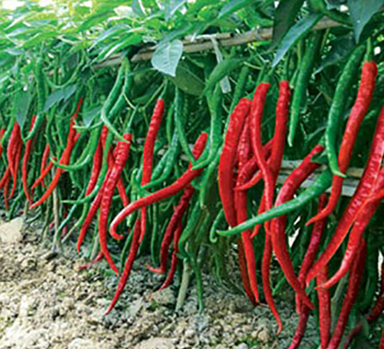 加長(zhǎng)純辣六號(hào)-線(xiàn)椒種子-聯(lián)豐種業(yè)
