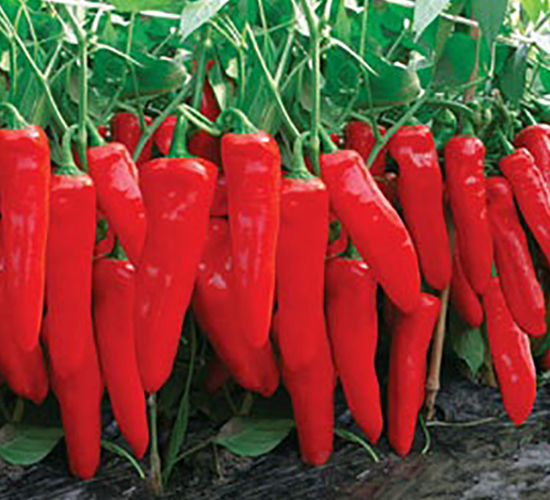 �t��һ̖-�ݽ��N��-(li��n)�S�N�I(y��)