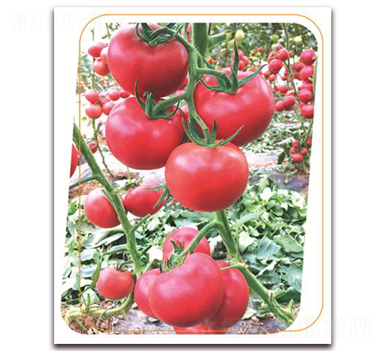 �W����̖-���ѷN��-����(y��u)�r(n��ng)�I(y��)