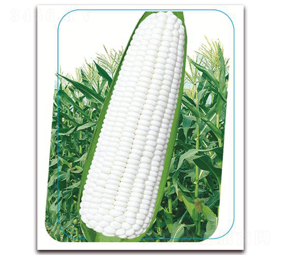 沃優(yōu)鼎甜白糯-糯玉米種子-鼎優(yōu)農業(yè)
