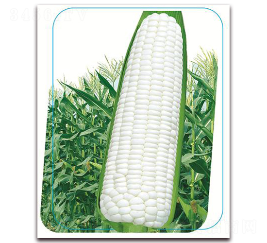 沃優(yōu)鼎白糯-糯玉米種子-鼎優(yōu)農業(yè)