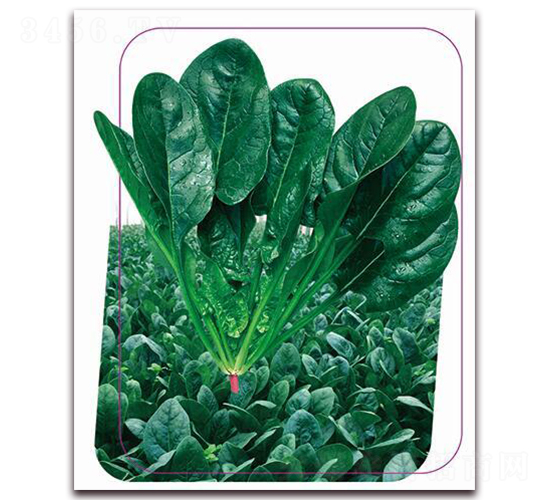 ����6̖-���˷N��-����(y��u)�r(n��ng)�I(y��)