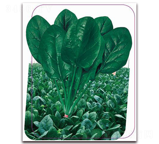 ����-���˷N��-����(y��u)�r(n��ng)�I(y��)