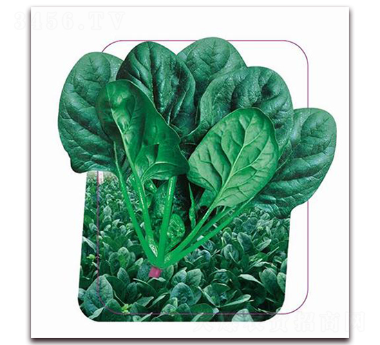 ��(qi��ng)��-���˷N��-����(y��u)�r(n��ng)�I(y��)