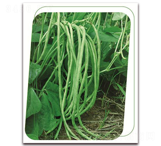 �o��49-�����N��-����(y��u)�r(n��ng)�I(y��)