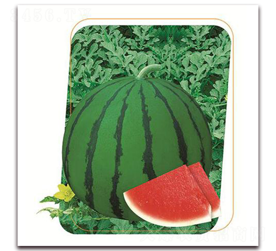 ����1̖(h��o)-���ϷN��-����(y��u)�r(n��ng)�I(y��)