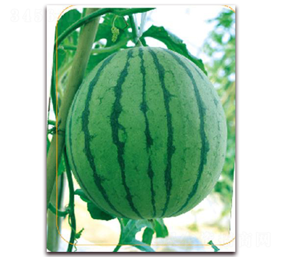 ��֬-���ϷN��-����(y��u)�r�I(y��)