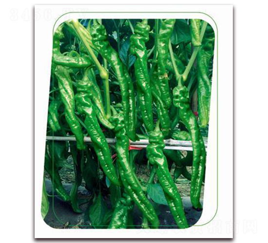 ����5̖-�����N��-����(y��u)�r(n��ng)�I(y��)