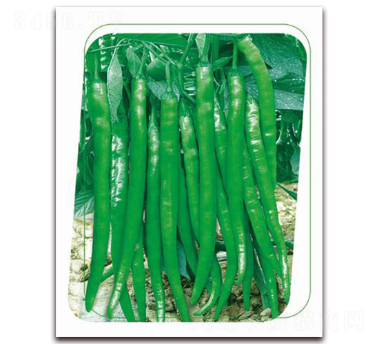 鼎辣22-辣椒種子-鼎優(yōu)農(nóng)業(yè)