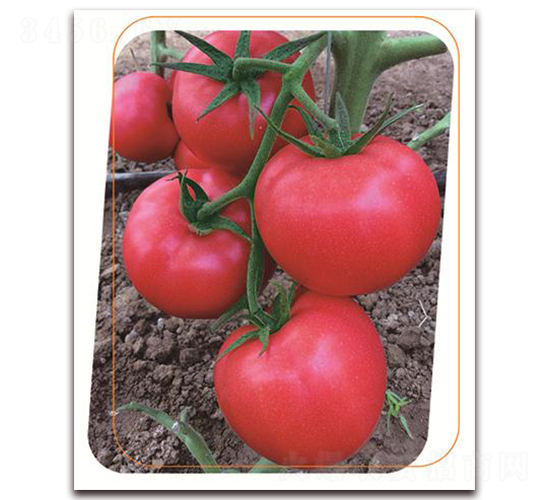 鼎研粉五號-番茄種子-鼎優(yōu)農業(yè)