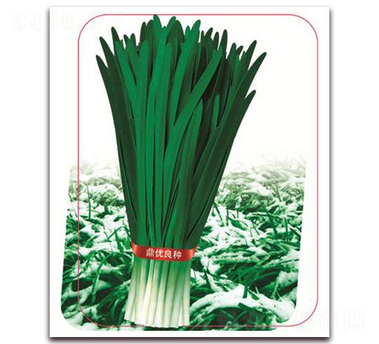 沃優(yōu)雪韭一號-葉菜種子-鼎優(yōu)農業(yè)