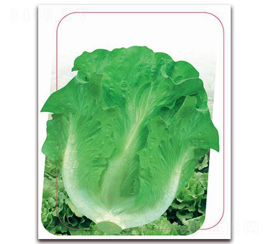 翡翠生菜-葉菜種子-鼎優(yōu)農(nóng)業(yè)