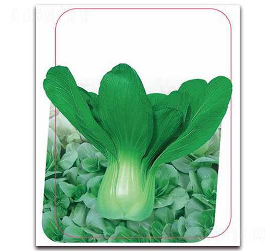 鼎冠綠美-葉菜種子-鼎優(yōu)農(nóng)業(yè)