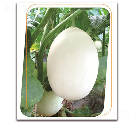 ��ѩ����-��ϷN��-����(y��u)�r(n��ng)�I(y��)