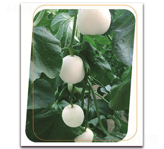 ��¶-��ϷN��-����(y��u)�r�I(y��)