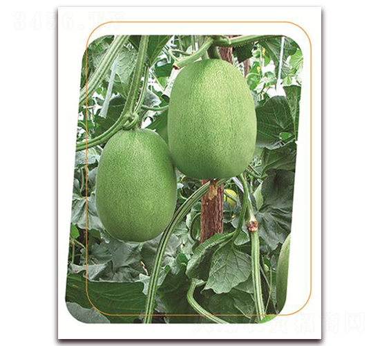 ɣ��-��ϷN��-����(y��u)�r(n��ng)�I(y��)