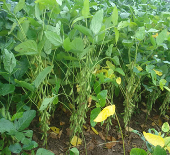 �ƶ�7̖-�󶹷N��-�A��