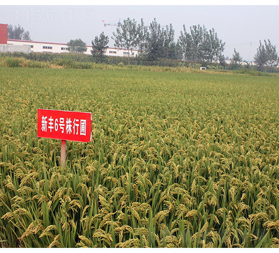 ���S6̖-�SԴ�N��