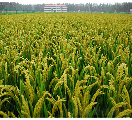 新豐5號大田圖片-豐源種子
