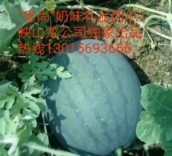 ��������-���ϷN��-ӳɽ��